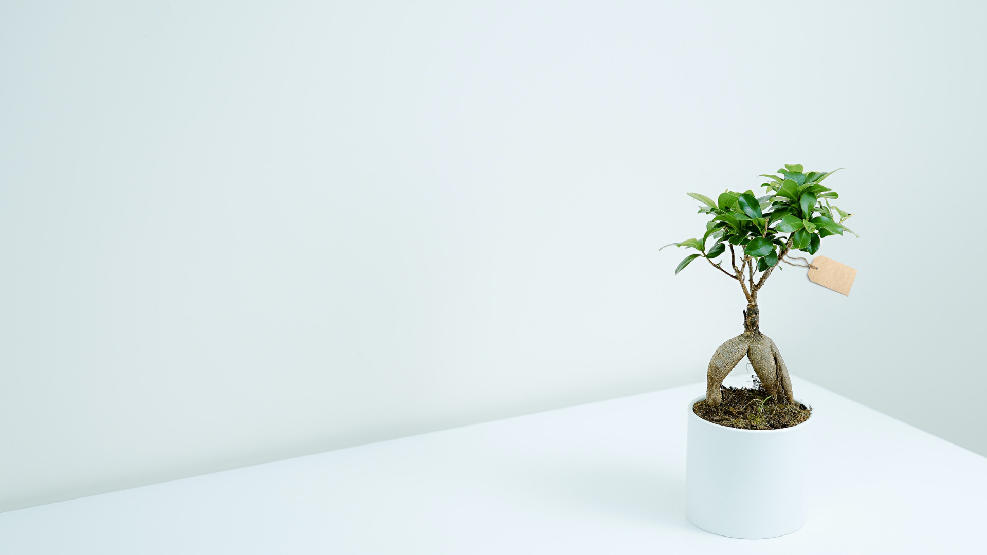 Vaso ciotola tondo in plastica per bonsai