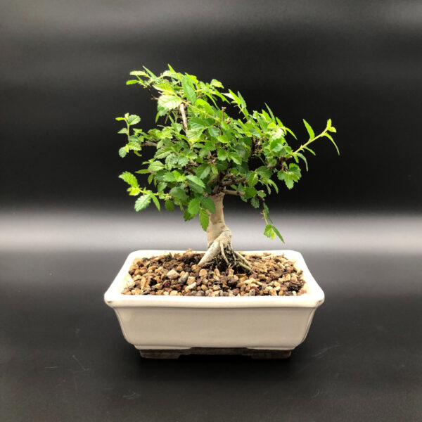 Bonsai olmo