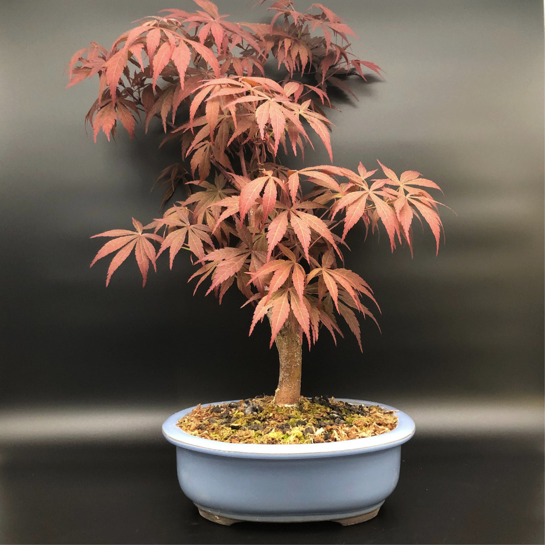 Bonsai acero rosso giapponese 42cm