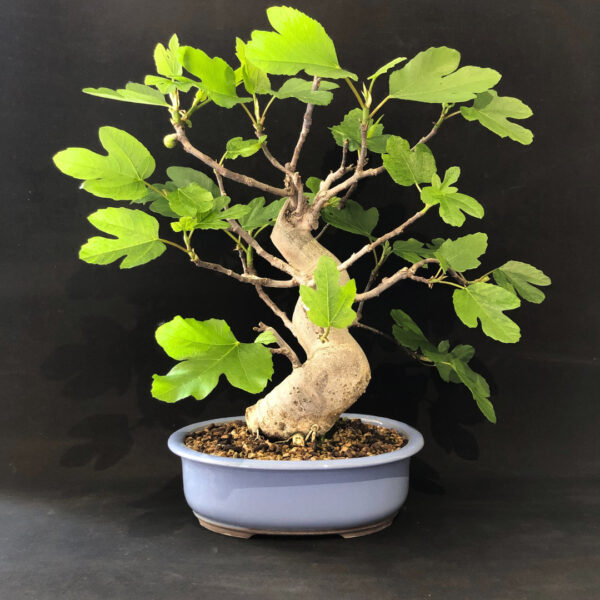 Bonsai fico