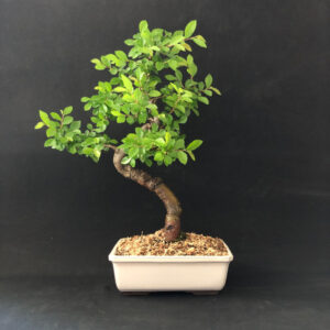 Bonsai olmo