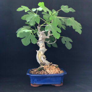 Fico bonsai